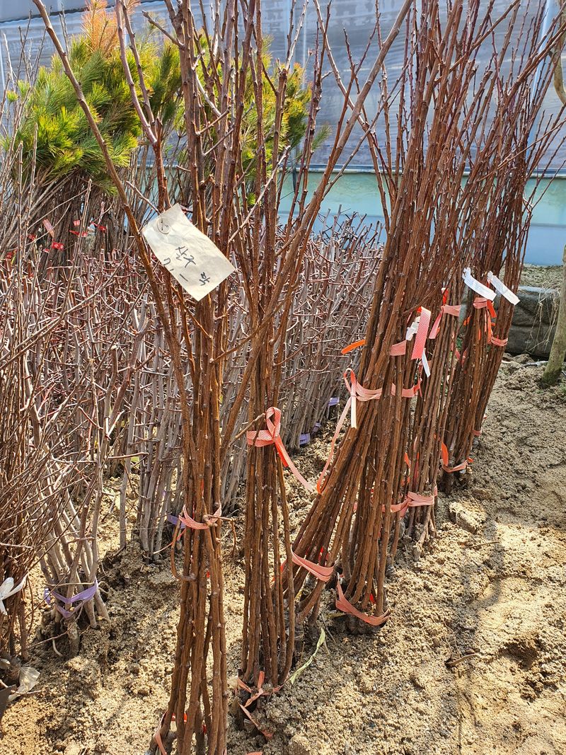 뿌리깊은나무농원님의 장터 판매 상품 [유실수 과실수 접목묘  특묘 분양중입니다.] 첨부 사진