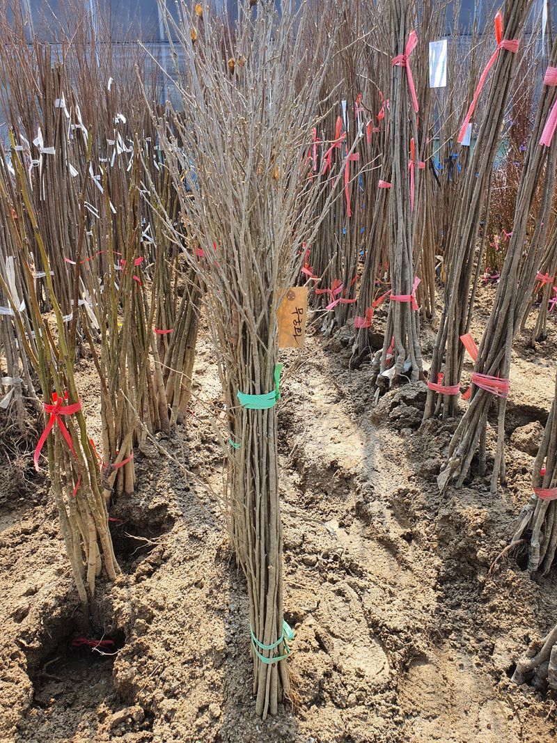 뿌리깊은나무농원님의 장터 판매 상품 [유실수 과실수 접목묘  특묘 분양중입니다.] 첨부 사진