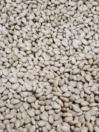 한라봉님의 귤 · 품종•종자 작성글 사진