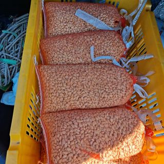 한라봉님의 귤 · 품종•종자 작성글 사진