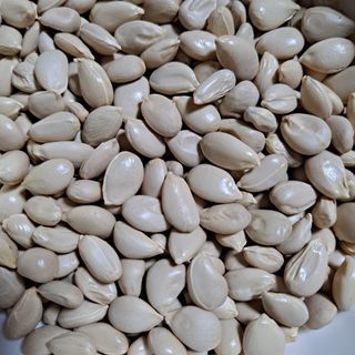 한라봉님의 귤 · 품종•종자 작성글 사진