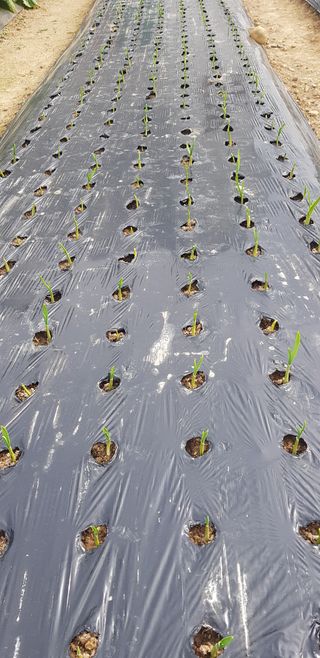 하다보니초보농부님의 마늘 · 병해충상담 작성글 사진