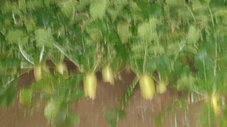 귀홍남님의 배추 · 병해충상담 작성글 사진