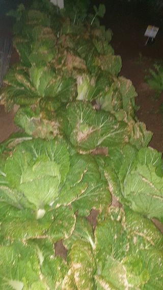 귀홍남님의 배추 · 병해충상담 작성글 사진