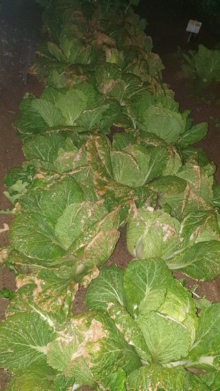 귀홍남님의 배추 · 병해충상담 작성글 사진