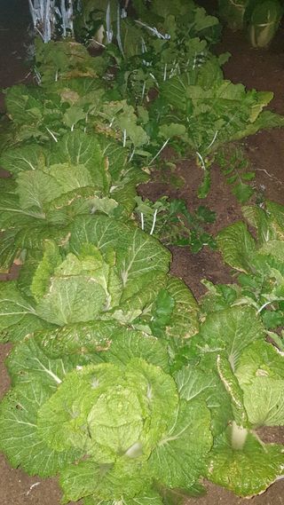 귀홍남님의 배추 · 병해충상담 작성글 사진