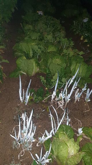 귀홍남님의 배추 · 병해충상담 작성글 사진