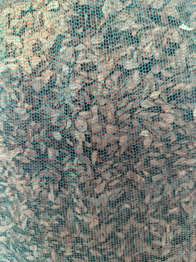 장터 상품 [백하수오씨판매합니다100그람30000만원] 썸네일