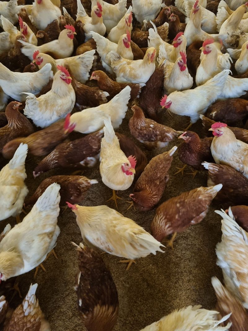 장터 상품 [신선한 오늘낳은 계란 보내드립니다] 썸네일