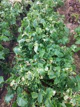 팜모닝 배추·병해충상담 게시글 이미지