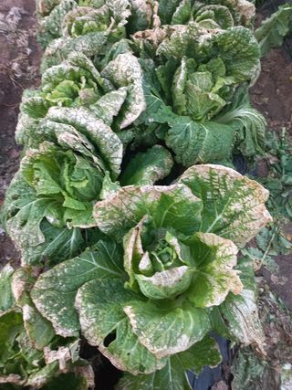 초보주말텃밭님의 배추 · 병해충상담 작성글 사진