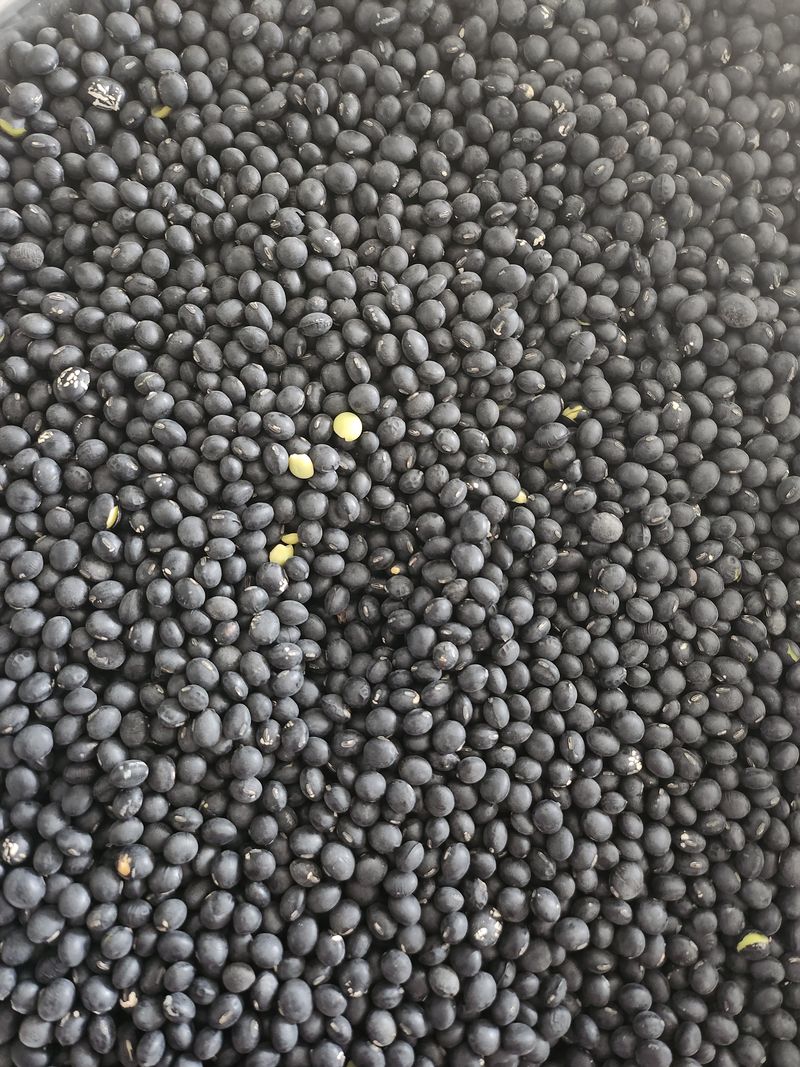 장터 상품 [토종 서리태 5키로] 썸네일