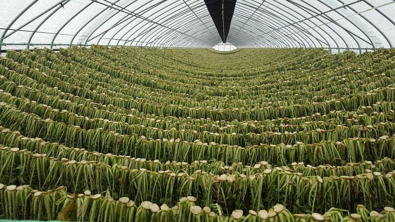 장터 상품 [양구명품시래기 1kg] 썸네일