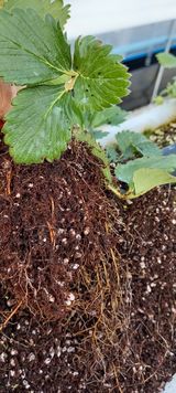 팜모닝 딸기·병해충상담 게시글 이미지