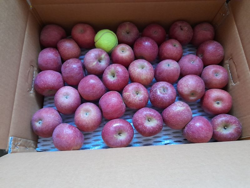 김주영님의 장터 판매 상품 [경북 봉화 부사 🍎 ] 첨부 사진