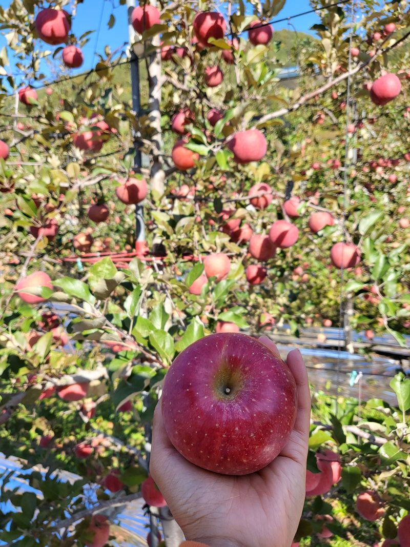 김주영님의 장터 판매 상품 [경북 봉화 부사 🍎 ] 첨부 사진