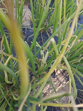 이재부님의 기타작물 · 병해충상담 작성글 사진