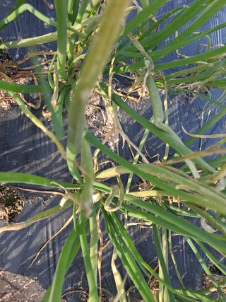 이재부님의 기타작물 · 병해충상담 작성글 사진