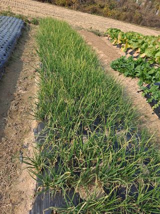 이재부님의 기타작물 · 병해충상담 작성글 사진