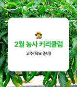 팜모닝 고추·파종•정식 게시글 이미지