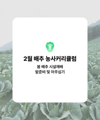 배추 농사도우미님의 배추 · 파종•정식 작성글 사진