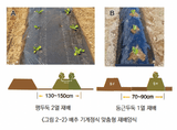 팜모닝 배추·파종•정식 게시글 이미지