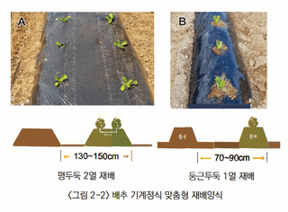 배추 농사도우미님의 배추 · 파종•정식 작성글 사진