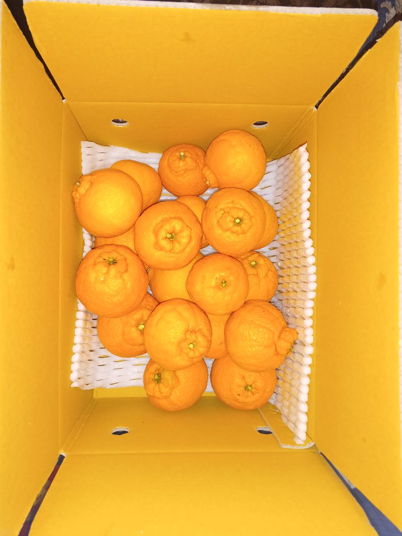 장터 상품 [노지한라봉  5] 썸네일