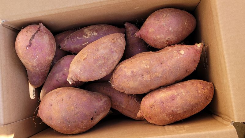 무안선유농원님의 장터 판매 상품 [꿀보장 베니하루카 꿀고구마 10kg] 첨부 사진