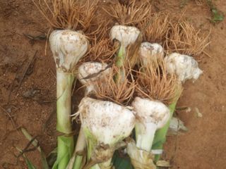 안동복님의 마늘 · 병해충상담 작성글 사진