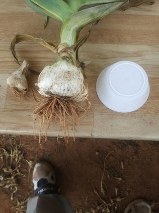 안동복님의 마늘 · 병해충상담 작성글 사진