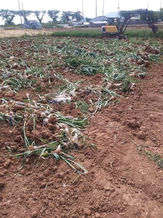 안동복님의 마늘 · 병해충상담 작성글 사진