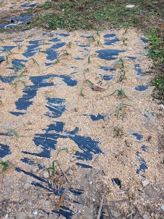 배해성님의 마늘 · 비료•농약 작성글 사진