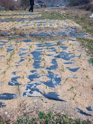 배해성님의 마늘 · 비료•농약 작성글 사진