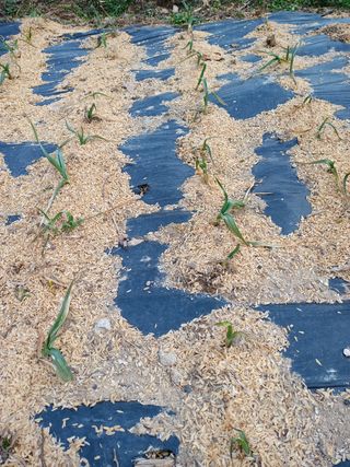 배해성님의 마늘 · 비료•농약 작성글 사진