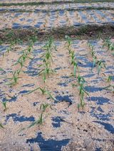 팜모닝 마늘·비료•농약 게시글 이미지