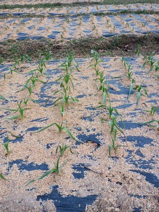 배해성님의 마늘 · 비료•농약 작성글 사진