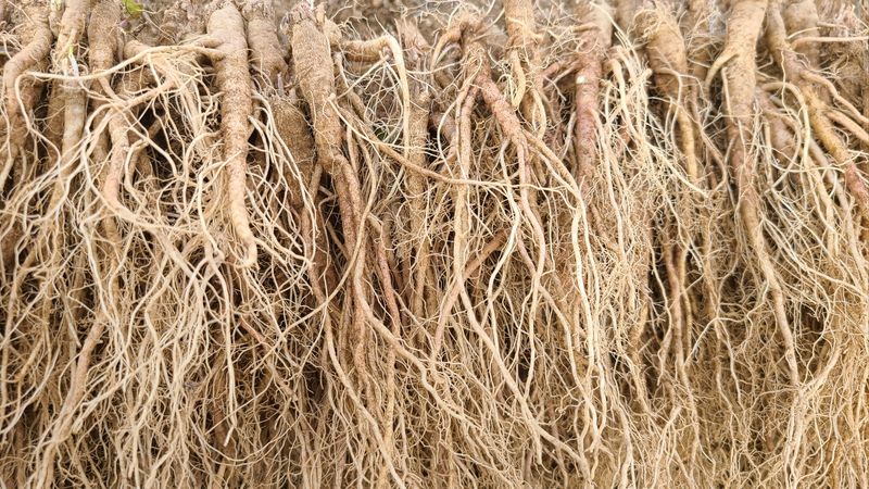 장터 상품 [잔대종근용 ] 썸네일