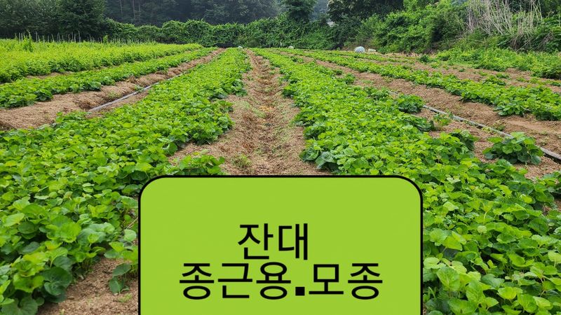 조병대님의 장터 판매 상품 [잔대종근용 ] 첨부 사진