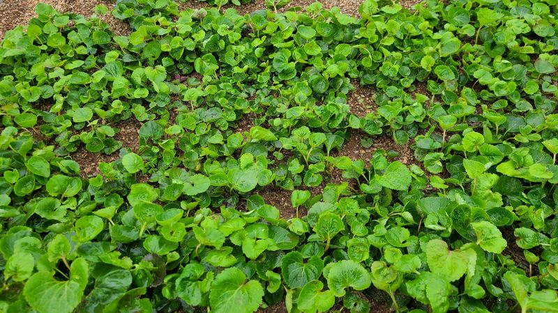 조병대님의 장터 판매 상품 [잔대종근용 ] 첨부 사진