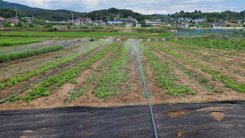 조병대님의 장터 판매 상품 [잔대종근용 ] 첨부 사진