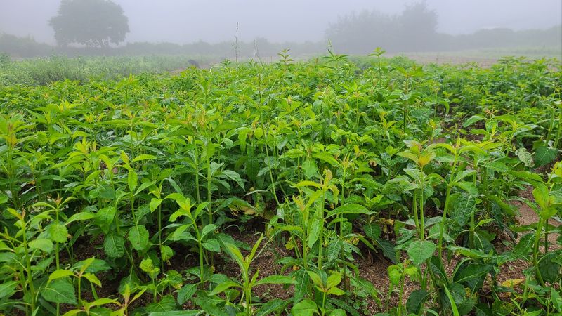 조병대님의 장터 판매 상품 [잔대종근용 ] 첨부 사진