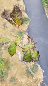 팜모닝 기타작물·병해충상담 게시글 이미지