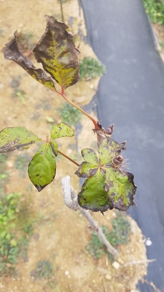 기인숙님의 기타작물 · 병해충상담 작성글 사진