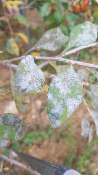 기인숙님의 기타작물 · 병해충상담 작성글 사진