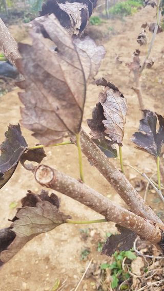 기인숙님의 기타작물 · 병해충상담 작성글 사진