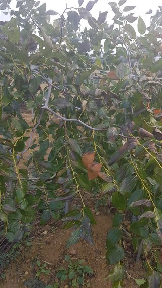 기인숙님의 기타작물 · 병해충상담 작성글 사진