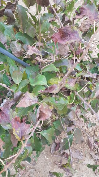 기인숙님의 기타작물 · 병해충상담 작성글 사진