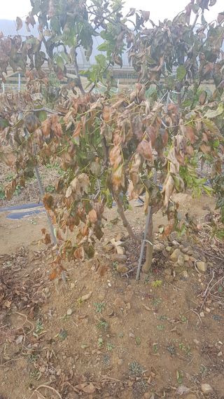 기인숙님의 기타작물 · 병해충상담 작성글 사진