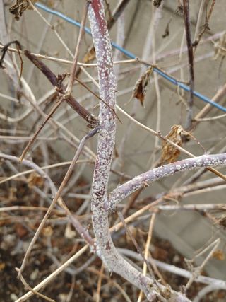 홍광문님의 기타작물 · 병해충상담 작성글 사진